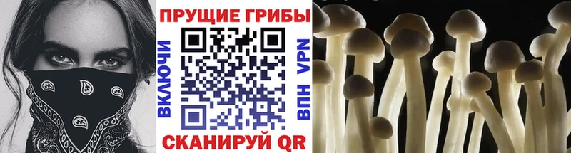Псилоцибиновые грибы прущие грибы  Балаково 